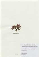 藏品(海木耳)的圖片